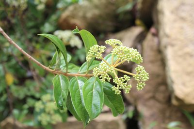 Viburnum triphyllum, photographed by GERMAN LEONEL SARMIENTO CRUZ