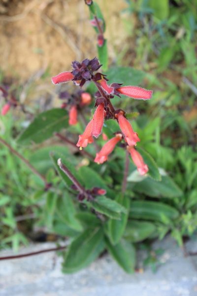 Sinningia incarnata, photographed by GERMAN LEONEL SARMIENTO CRUZ