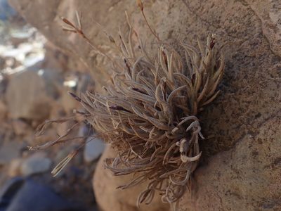 Tillandsia capillaris, photographed by Nolan Exe