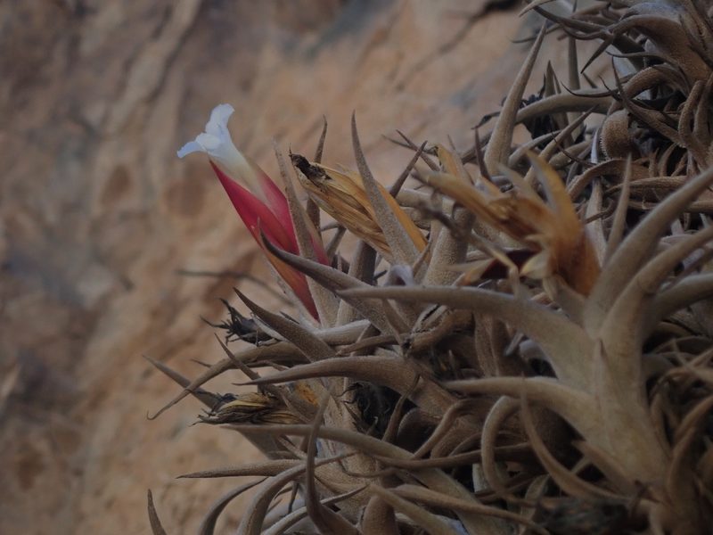 Tillandsia muhriae, photographed by Nolan Exe