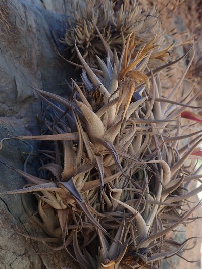 Tillandsia muhriae, photographed by Nolan Exe