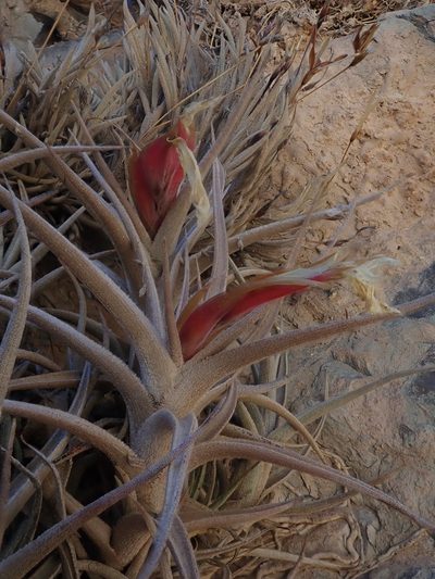 Tillandsia muhriae, photographed by Nolan Exe