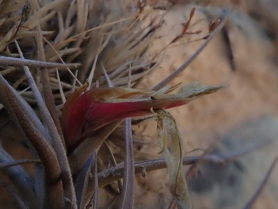 Tillandsia muhriae, photographed by Nolan Exe