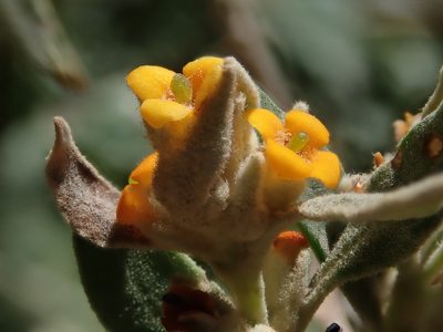 Buddleja tucumanensis, photographed by Nolan Exe