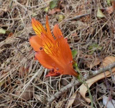 Alstroemeria ligtu, photographed by desertnaturalist