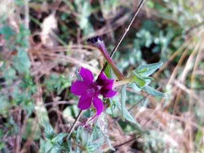 Cuphea aequipetala, photographed by Will Cornwell