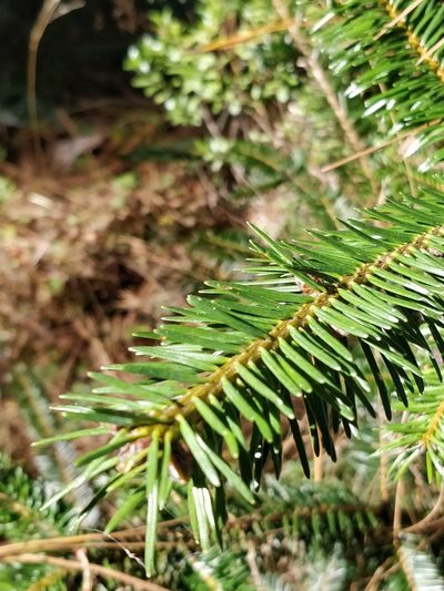Abies hickelii, photographed by Will Cornwell