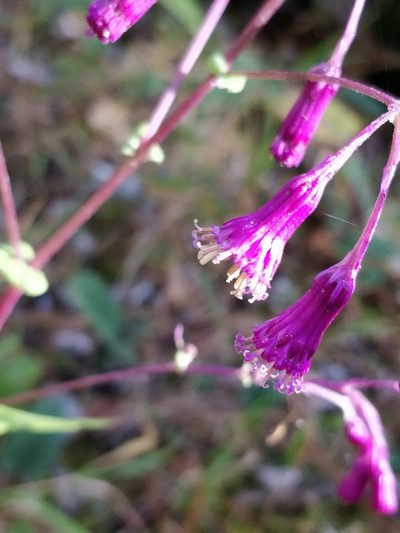 Senecio callosus, photographed by Will Cornwell