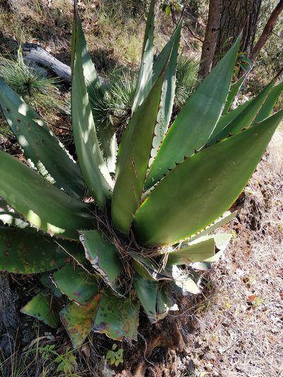 Agave atrovirens, photographed by Will Cornwell