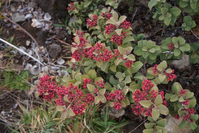 Santalum haleakalae, photographed by Henggang Cui