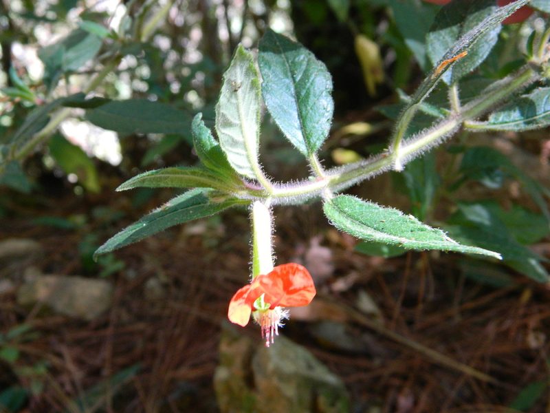 Cuphea nudicostata, photographed by Louis Imbeau