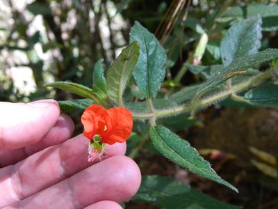 Cuphea nudicostata, photographed by Louis Imbeau