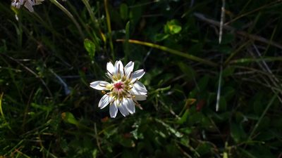 Hypochaeris incana, photographed by Tabaré Barreto