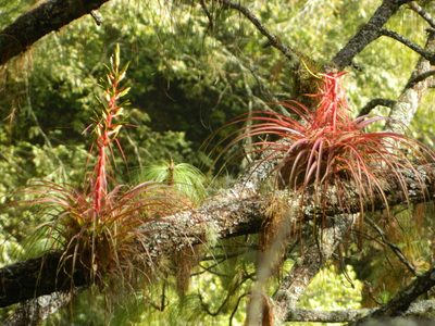 Tillandsia calothyrsus, photographed by Louis Imbeau