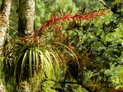 Tillandsia calothyrsus, photographed by Louis Imbeau