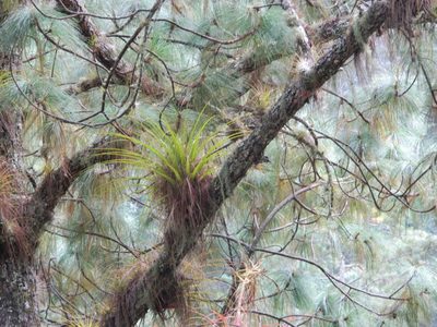 Tillandsia calothyrsus, photographed by Louis Imbeau