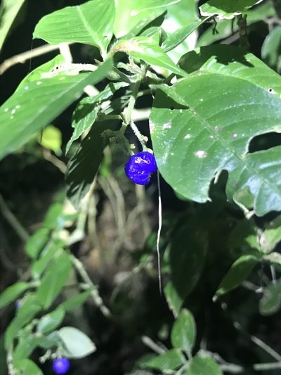 Palicourea cyanococca, photographed by greatest_auk
