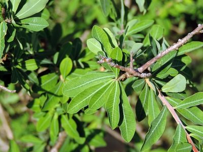 Euphorbia matabelensis, photographed by i_c_riddell