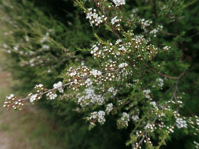 Kunzea ericoides, photographed by Duncan Cunningham