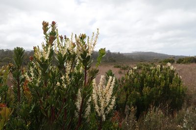 Agastachys odorata, photographed by Cowirrie