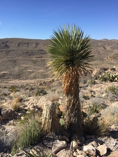 Yucca rostrata, photographed by Brook