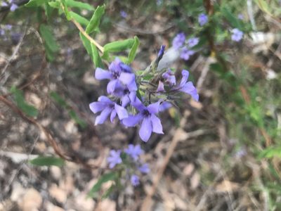 Billardiera variifolia, photographed by Ann Bentley