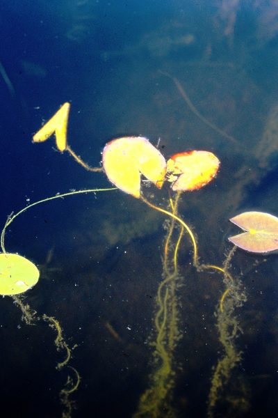 Nymphaea leibergii, photographed by Allan Harris
