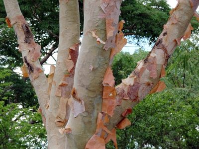 Albizia tanganyicensis, photographed by i_c_riddell