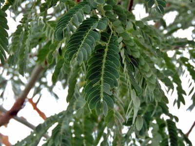 Albizia tanganyicensis, photographed by i_c_riddell