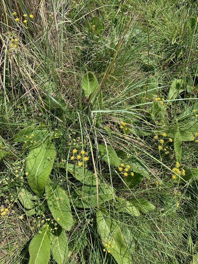 Afrosciadium magalismontanum, photographed by Matthew Fainman