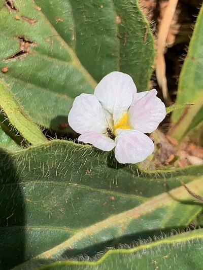 Crabbea acaulis, photographed by Matthew Fainman