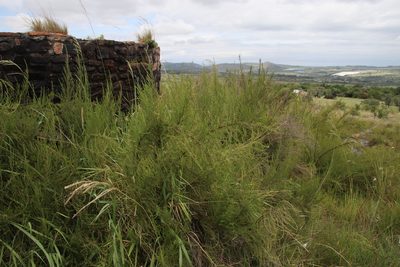 Cliffortia linearifolia, photographed by Tony Rebelo