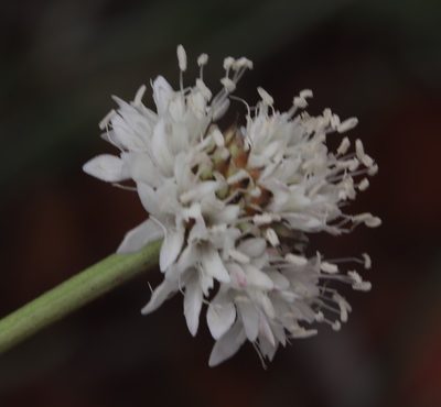 Cephalaria zeyheriana, photographed by Tony Rebelo