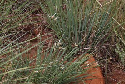 Cyperus margaritaceus, photographed by Tony Rebelo
