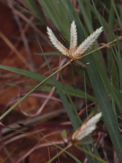 Cyperus margaritaceus, photographed by Tony Rebelo