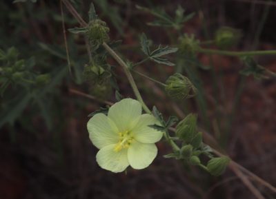 Pavonia transvaalensis, photographed by Tony Rebelo