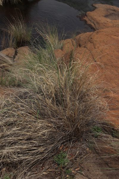 Dipcadi ciliare, photographed by Tony Rebelo