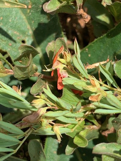 Indigofera obscura, photographed by Matthew Fainman