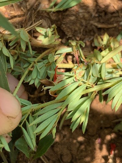 Indigofera obscura, photographed by Matthew Fainman