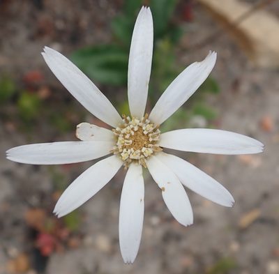 Gerbera serrata, photographed by Nicola van Berkel