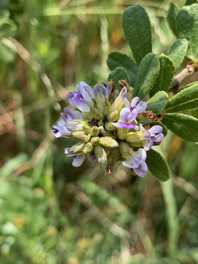 Psoralea polysticta, photographed by Matthew Fainman