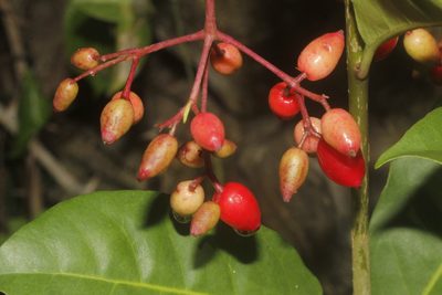 Neea psychotrioides, photographed by Juan Cruzado Cortés