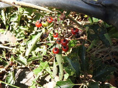 Solanum dulcamaroides, photographed by Oscar Alejandro Morales Juárez
