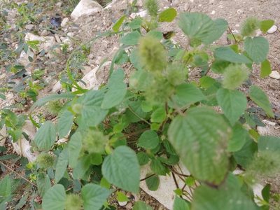 Acalypha alopecuroidea, photographed by peakaytea
