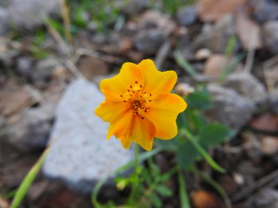 Tagetes tenuifolia, photographed by Oscar Alejandro Morales Juárez