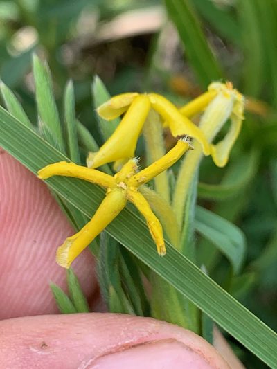 Lasiosiphon afer, photographed by Matthew Fainman