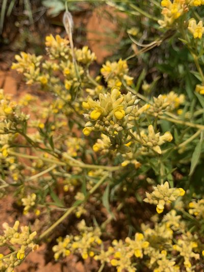 Pearsonia cajanifolia, photographed by Matthew Fainman