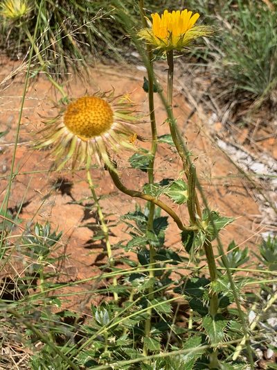 Berkheya seminivea, photographed by Matthew Fainman