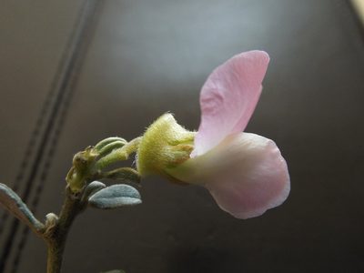 Podalyria leipoldtii, photographed by Charles Stirton