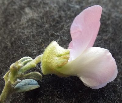 Podalyria leipoldtii, photographed by Charles Stirton